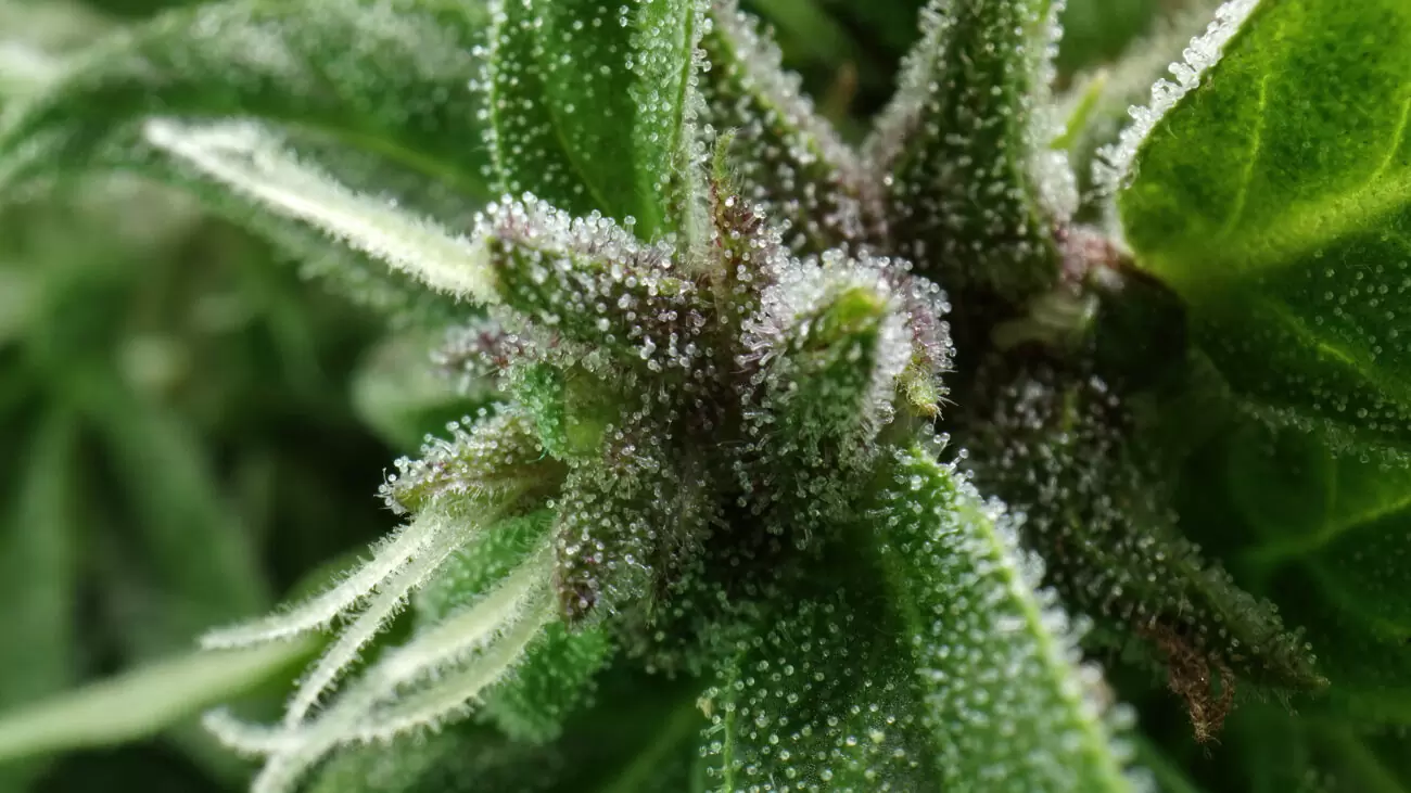 Terpene Cannabis