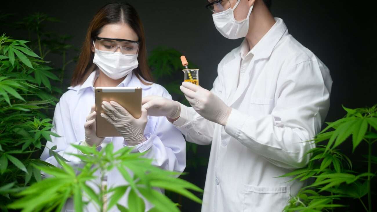 Medizinisches Cannabis: Forschung